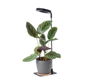 Plant grow light LED VERDI V2 5W 1300K black Kobi Design